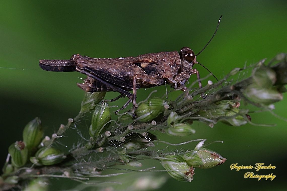 Pygmy grasshopper, Tetrigidae  Fall,Geotagged,Indonesia