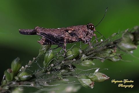 Pygmy grasshopper, Tetrigidae  Fall,Geotagged,Indonesia