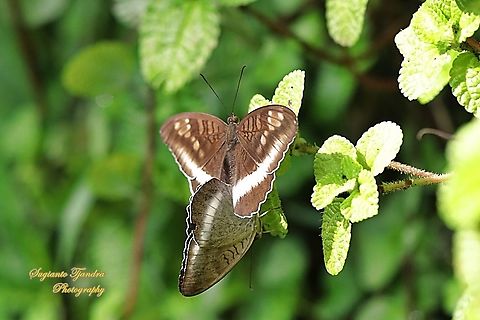 Horsfield's Baron, Java Tanaecia iapis iapis "mating"  Fall,Geotagged,Horsfield's Baron,Indonesia,Tanaecia iapis
