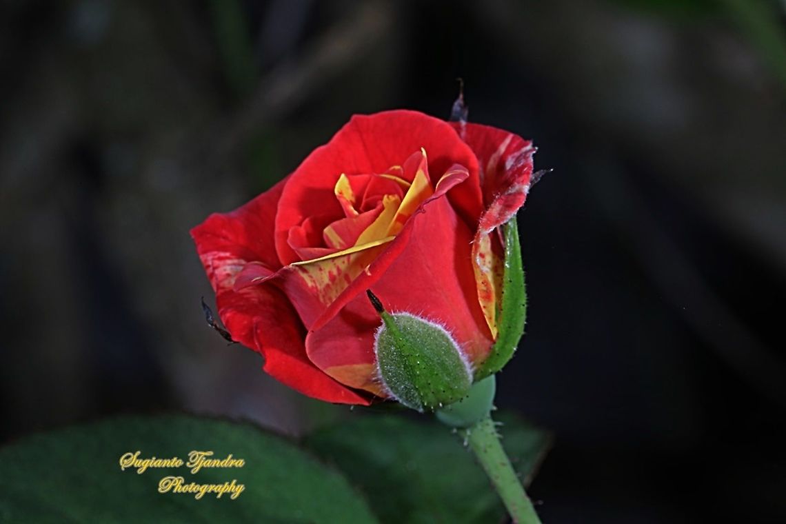 Variegated rose  Fall,Geotagged,Indonesia