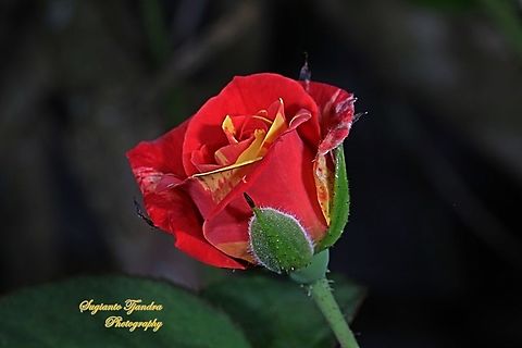 Variegated rose  Fall,Geotagged,Indonesia