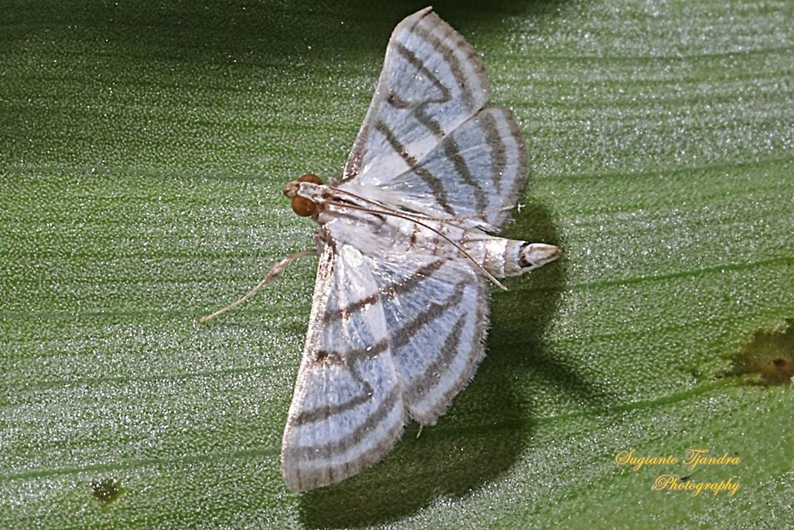 Ravanoa Moth, Ravanoa xiphialis  Fall,Geotagged,Indonesia,Ravanoa,Ravanoa xiphialis