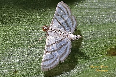 Ravanoa Moth, Ravanoa xiphialis  Fall,Geotagged,Indonesia,Ravanoa,Ravanoa xiphialis