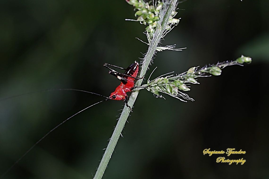 Red bush-cricket/Katydid, Conocephalus melanus, Tettigoniidae Sp.  Conocephalus melanus,Fall,Geotagged,Indonesia