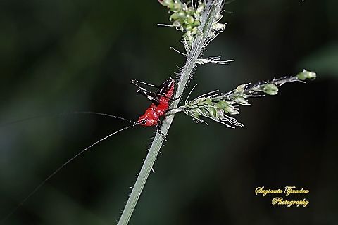 Red bush-cricket/Katydid, Conocephalus melanus, Tettigoniidae Sp.  Conocephalus melanus,Fall,Geotagged,Indonesia