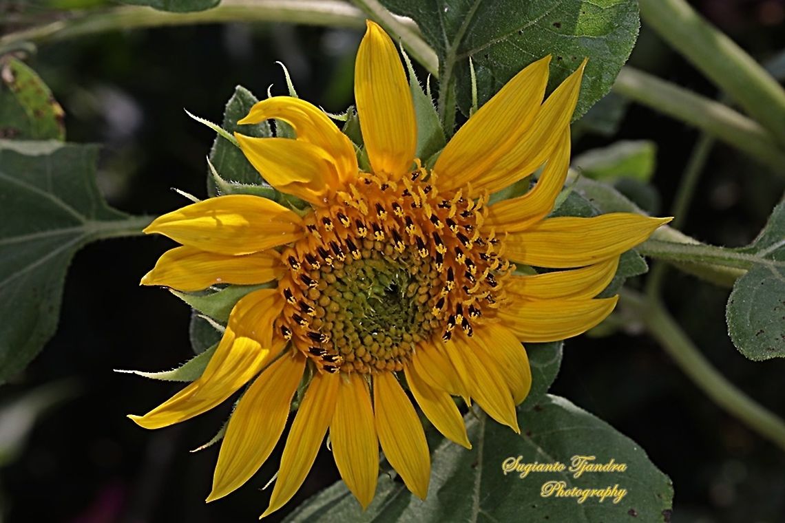 Common Sunflower, Helianthus annuus  Common sunflower,Fall,Geotagged,Helianthus annuus,Indonesia
