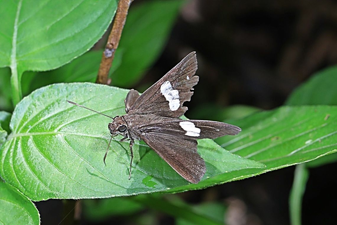 Skipper Butterfly, Common Banded Demon, Notocrypta paralysos  Common banded demon,Fall,Geotagged,Indonesia,Notocrypta paralysos