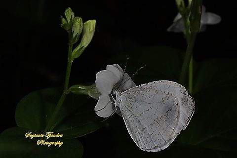 Leptosia nina chlorographa, the psyche sucking nectar on the Chinese Violet Weed flower, Asystasia gangetica  Fall,Geotagged,Indonesia,Leptosia nina,Psyche