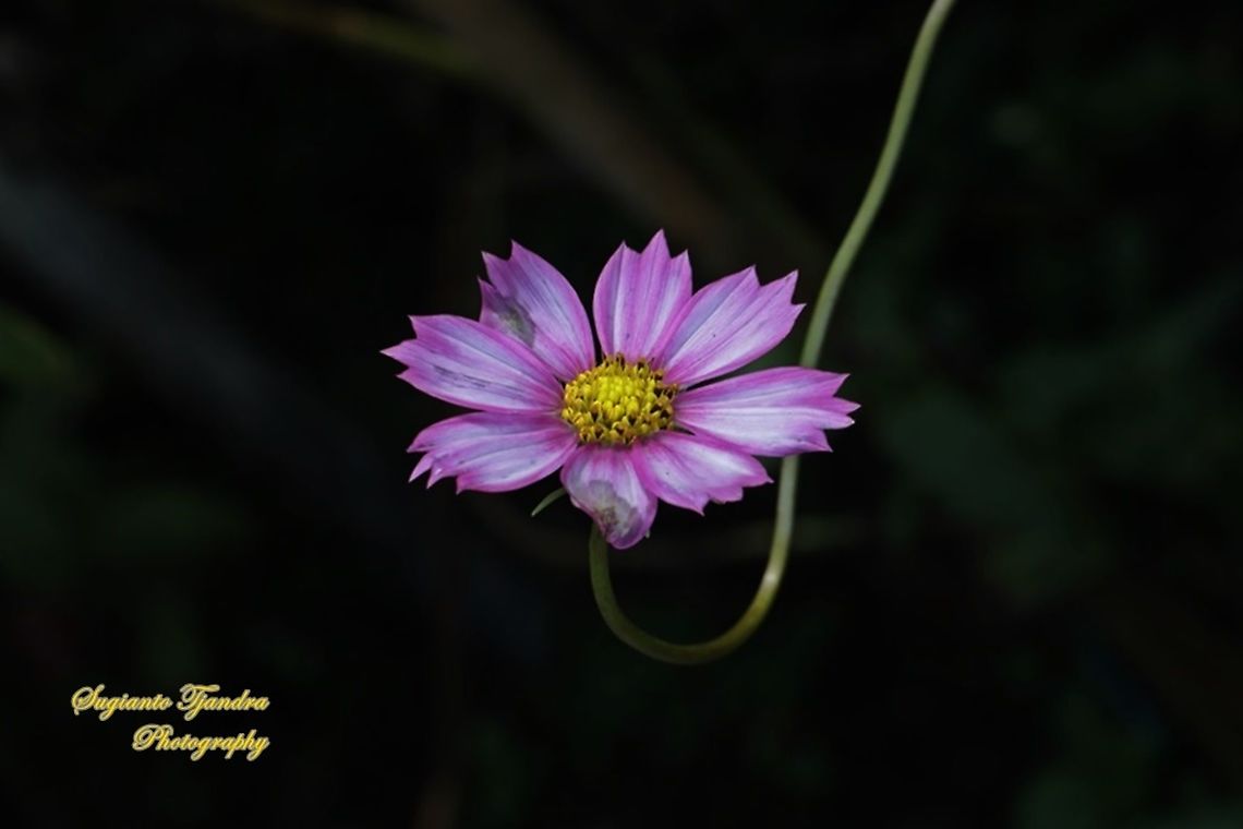 Pink Garden Cosmos, Cosmos bipinnatus  Cosmos bipinnatus,Fall,Garden Cosmos,Geotagged,Indonesia
