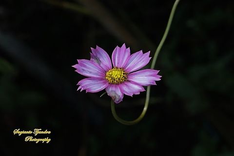 Pink Garden Cosmos, Cosmos bipinnatus  Cosmos bipinnatus,Fall,Garden Cosmos,Geotagged,Indonesia