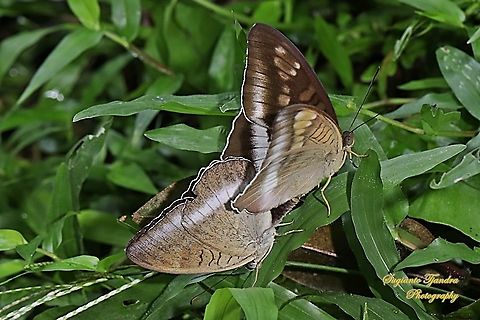 Horsfield's Baron, Java Tanaecia iapis iapis "mating"  Fall,Geotagged,Horsfield's Baron,Indonesia,Tanaecia iapis