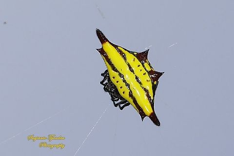 Doria's Spiny Spider, Gasteracantha doriae  Fall,Gasteracantha doriae,Geotagged,Indonesia