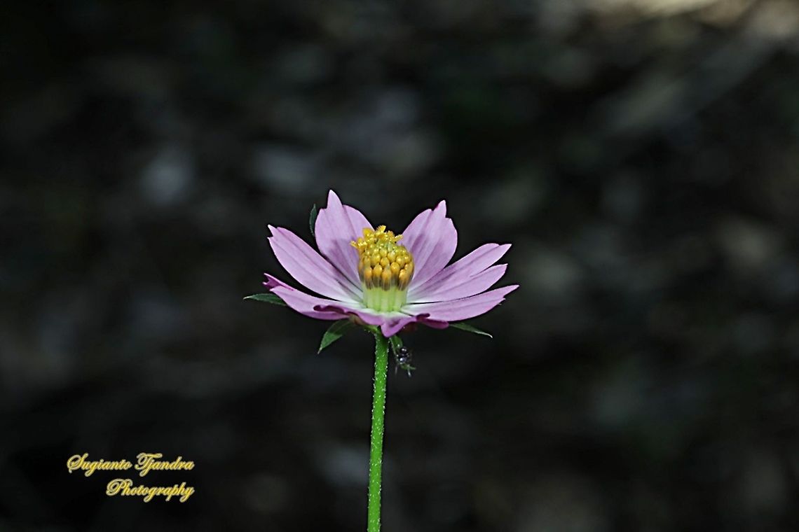 Bunga Kenikir Ungu (Cosmos caudatus)  Cosmos caudatus,Fall,Geotagged,Indonesia,Kenikir