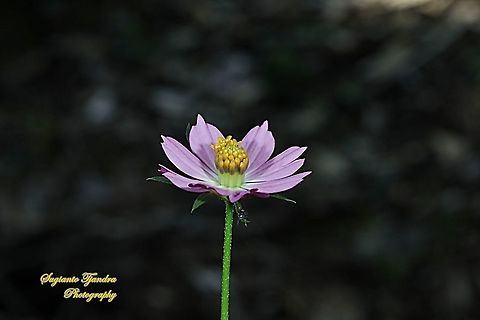 Bunga Kenikir Ungu (Cosmos caudatus)  Cosmos caudatus,Fall,Geotagged,Indonesia,Kenikir