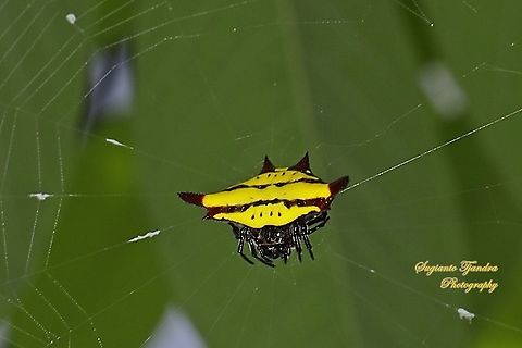 Doria's Spiny Spider, Gasteracantha doriae  Fall,Gasteracantha doriae,Geotagged,Indonesia