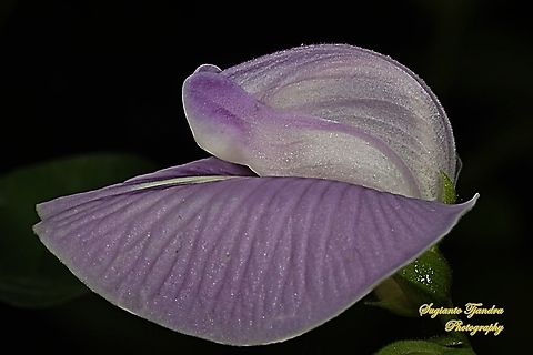 Butterfly pea flower, Centrosema pubescens  Centro,Centrosema pubescens,Fall,Geotagged,Indonesia
