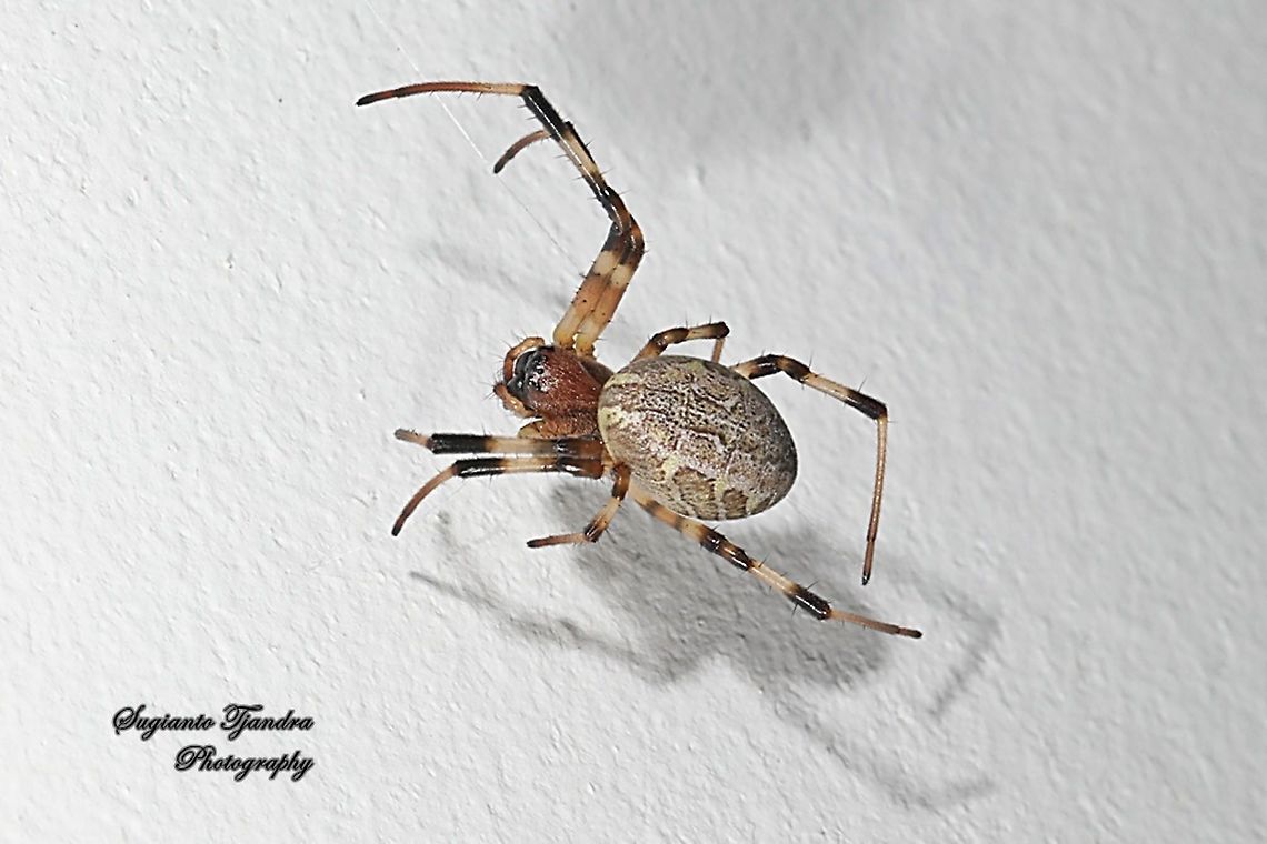 Araneid Spider, Nephilengys malabarensis  Fall,Geotagged,Indonesia,Nephilengys malabarensis