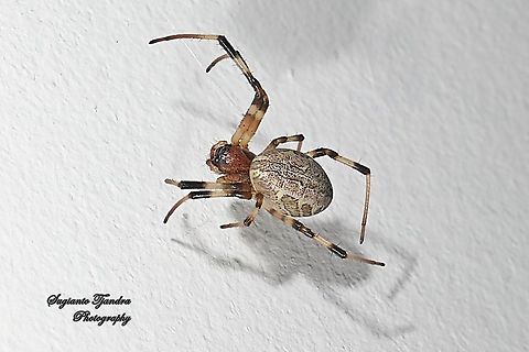 Araneid Spider, Nephilengys malabarensis  Fall,Geotagged,Indonesia,Nephilengys malabarensis