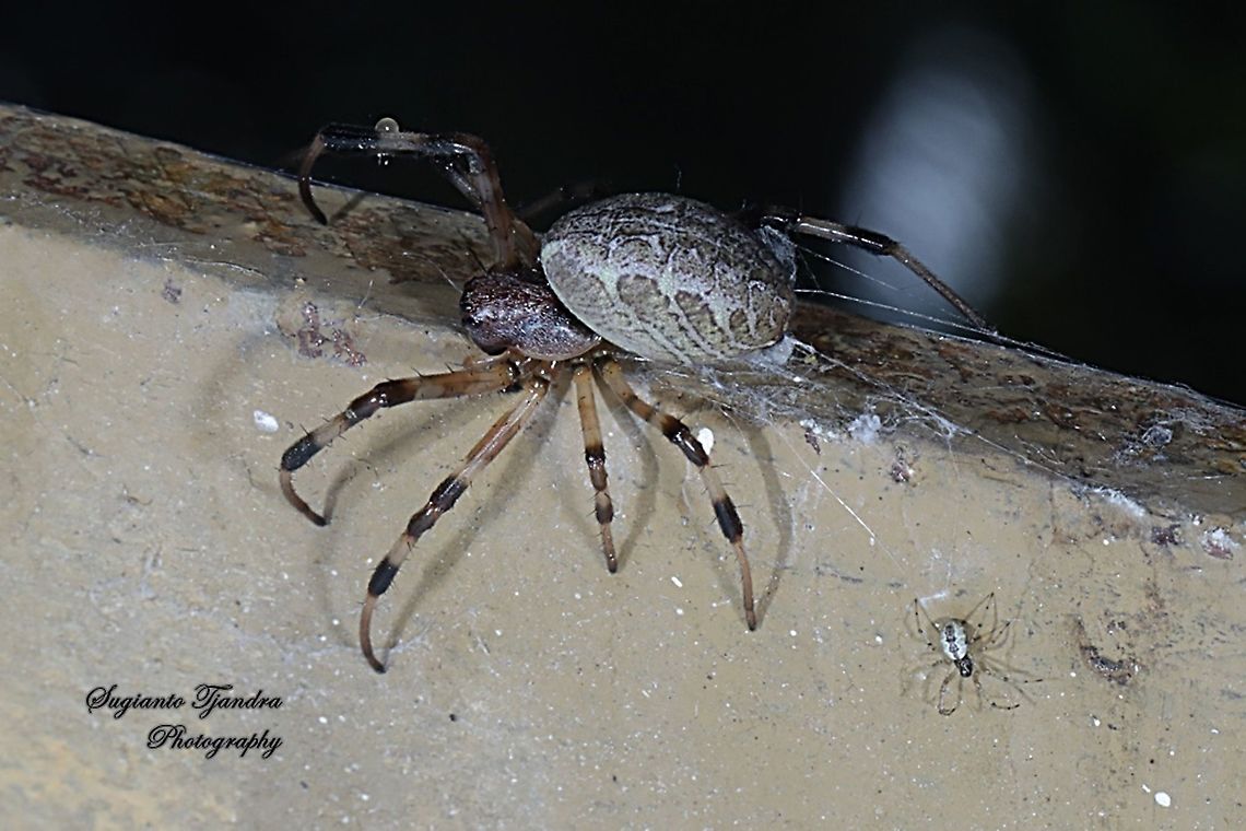 Araneid Spider, Nephilengys malabarensis  Asian Hermit Spider,Fall,Geotagged,Indonesia,Nephilengys malabarensis