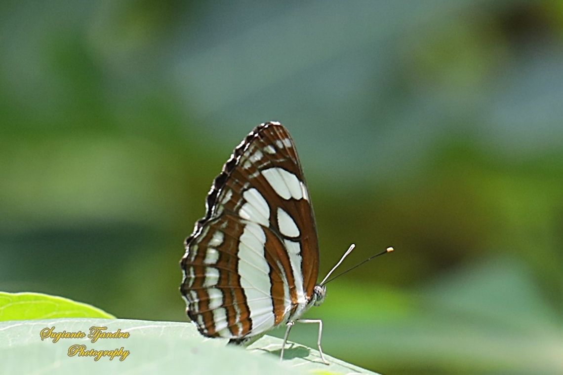 The Common Sailor Butterfly, Neptis hylas matuta  Common sailor,Fall,Geotagged,Indonesia,Neptis hylas