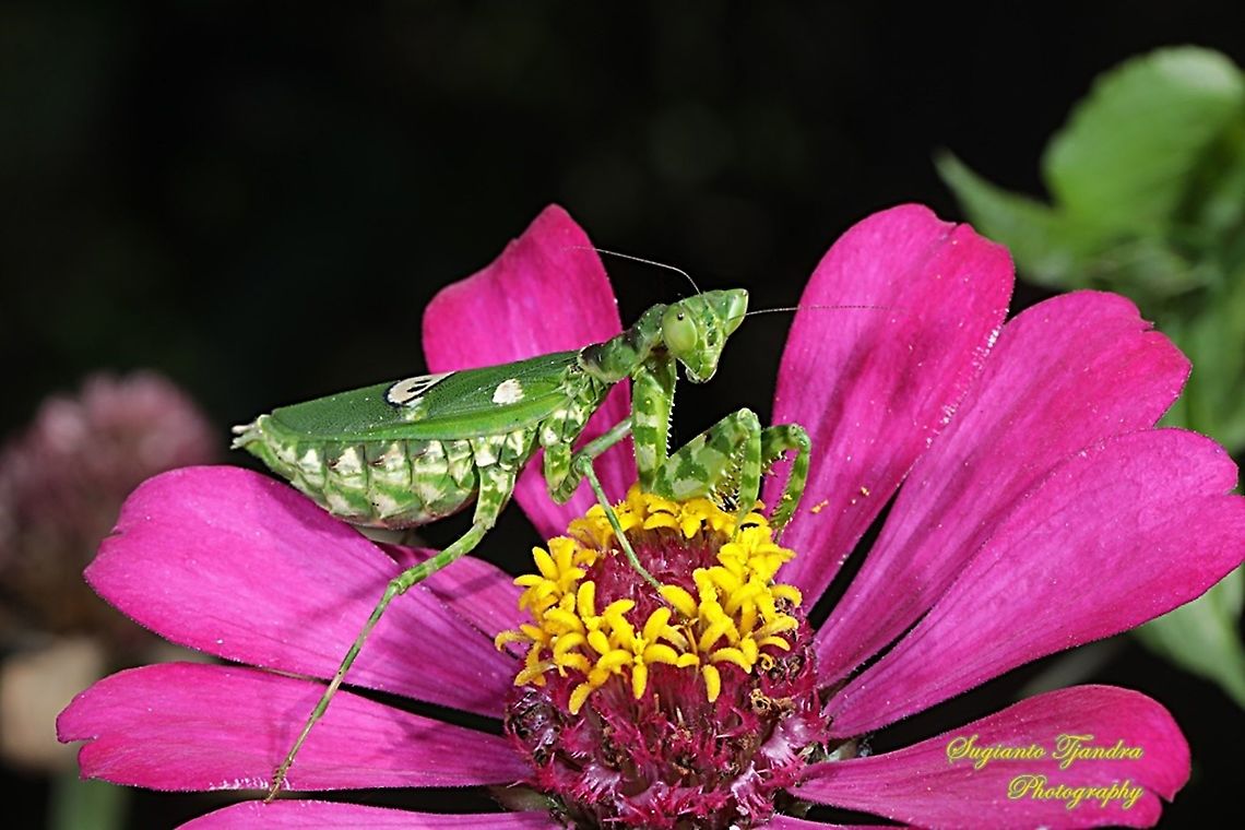 Flower mantis, Creobroter Sp on the Zinnia flower  Fall,Geotagged,Indonesia