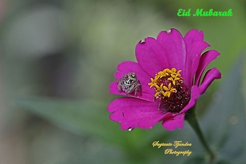 Hyllus jumping spider, Salticidae on the Zinnia flower  Fall,Geotagged,Indonesia