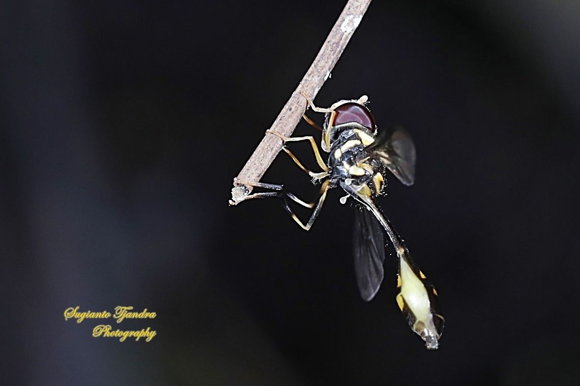 Hoverfly wasp mimicry, Allobaccha sp  Fall,Geotagged,Indonesia
