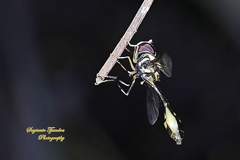 Hoverfly wasp mimicry, Allobaccha sp  Fall,Geotagged,Indonesia