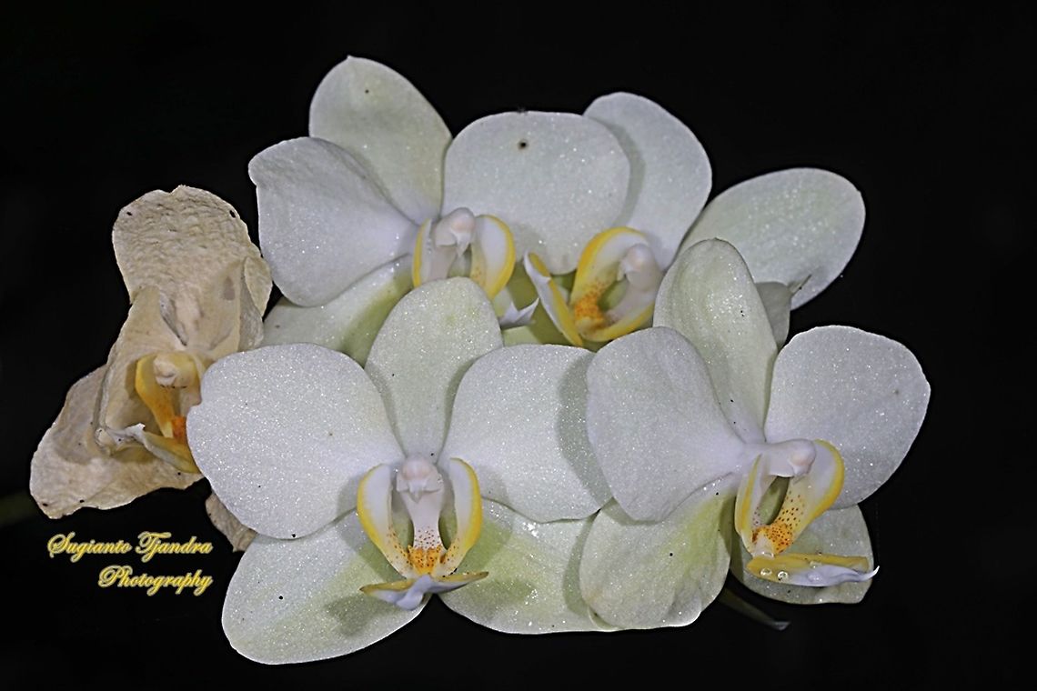 Orchid flower, Phaleonopsis (Orchidaceae)  Fall,Geotagged,Indonesia