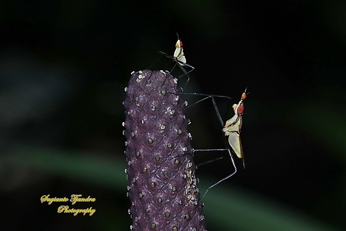 Banana Stalk flies, Neriidae  Fall,Geotagged,Indonesia
