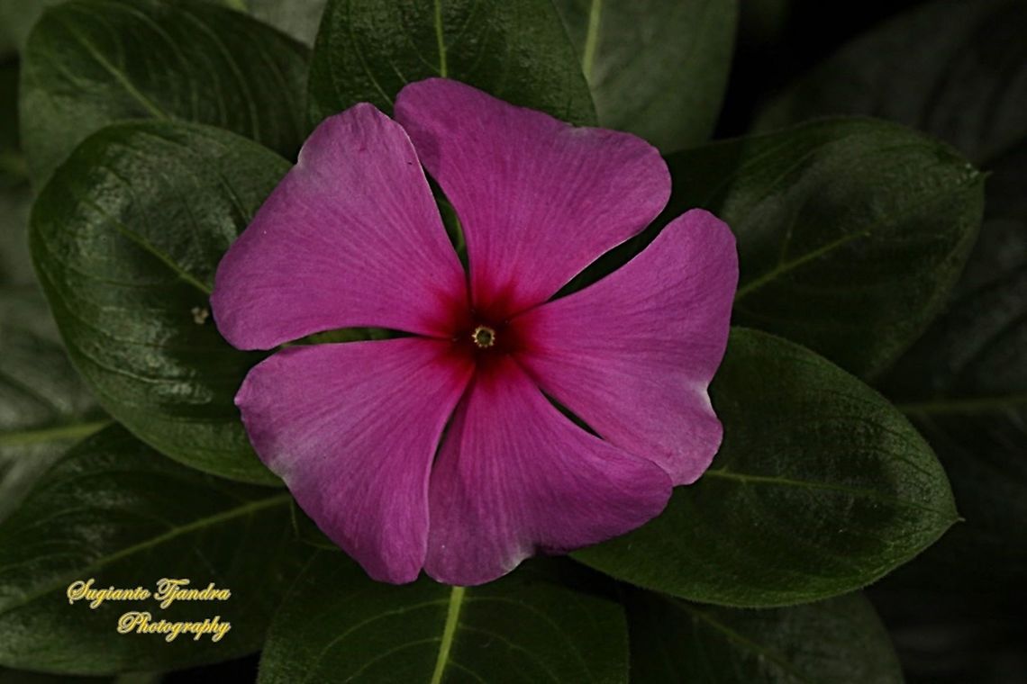 Tapak Dara Flower/ Madagascar Periwinkle, Apocynaceae  Catharanthus roseus,Fall,Geotagged,Indonesia,Madagascar rosy periwinkle