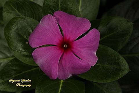 Tapak Dara Flower/ Madagascar Periwinkle, Apocynaceae  Catharanthus roseus,Fall,Geotagged,Indonesia,Madagascar rosy periwinkle