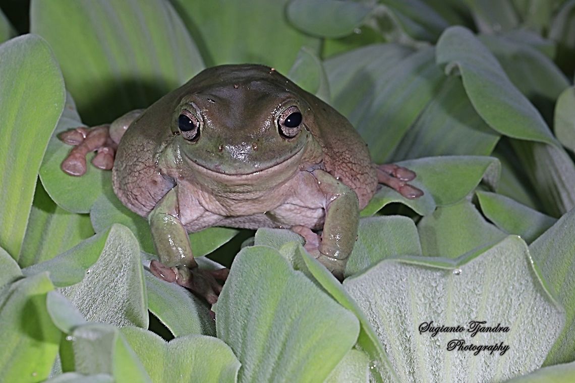 Dumpy tree frog, Litoria caerulea  Fall,Geotagged,Indonesia