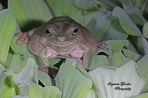 Dumpy tree frog, Litoria caerulea  Fall,Geotagged,Indonesia