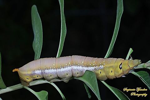 Oleander Hawk Moth Caterpillar (Daphnis nerii, Sphingidae)  Daphnis nerii,Fall,Geotagged,Indonesia,Oleander hawk-moth