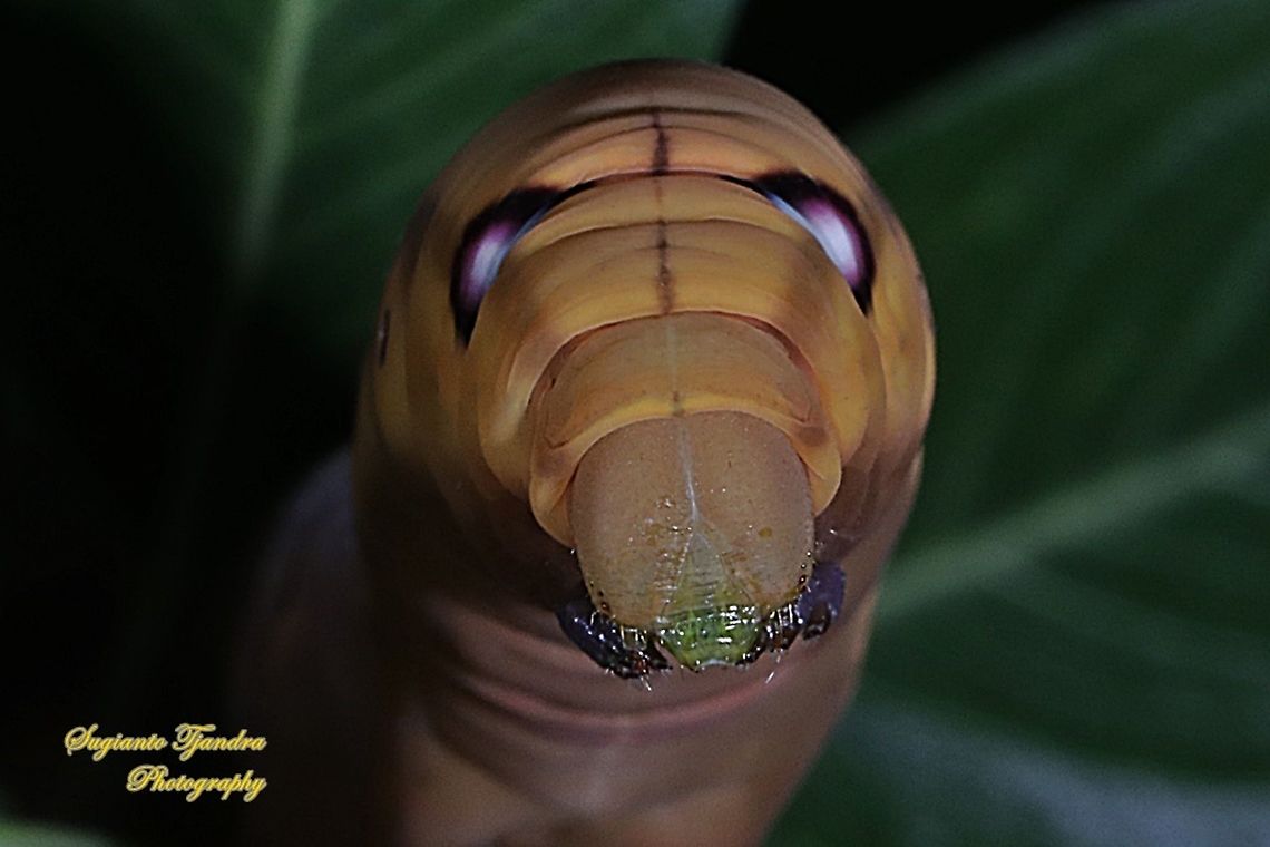 Oleander Hawk Moth Caterpillar (Daphnis nerii, Sphingidae)  Daphnis nerii,Fall,Geotagged,Indonesia,Oleander hawk-moth