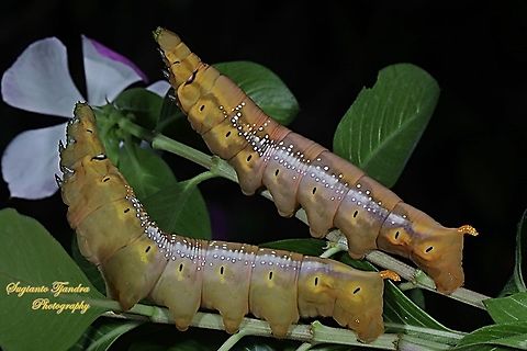 Oleander Hawk Moth Caterpillar (Daphnis nerii, Sphingidae)  Daphnis nerii,Fall,Geotagged,Indonesia,Oleander hawk-moth