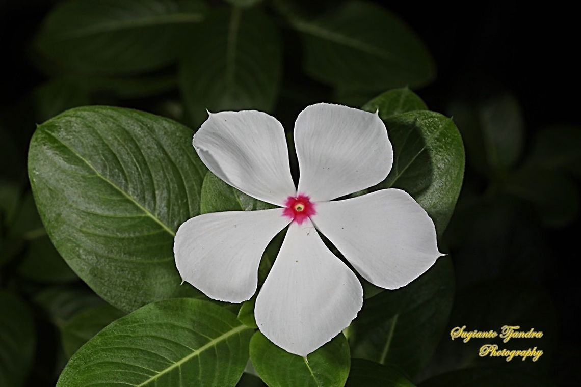 VINCA (Periwinkle) - Mediterranean White with a Red Center  Fall,Geotagged,Indonesia