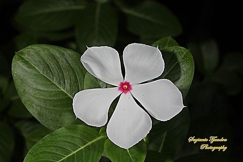 VINCA (Periwinkle) - Mediterranean White with a Red Center  Fall,Geotagged,Indonesia