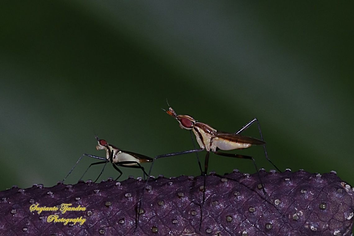 Banana Stalk flies, Neriidae  Fall,Geotagged,Indonesia