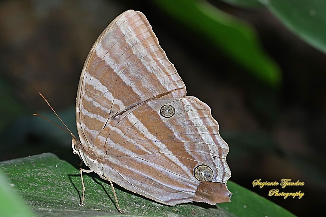 Palm King Butterfly, Amathusia phidippus  Amathusia phidippus,Fall,Geotagged,Indonesia,Palmking