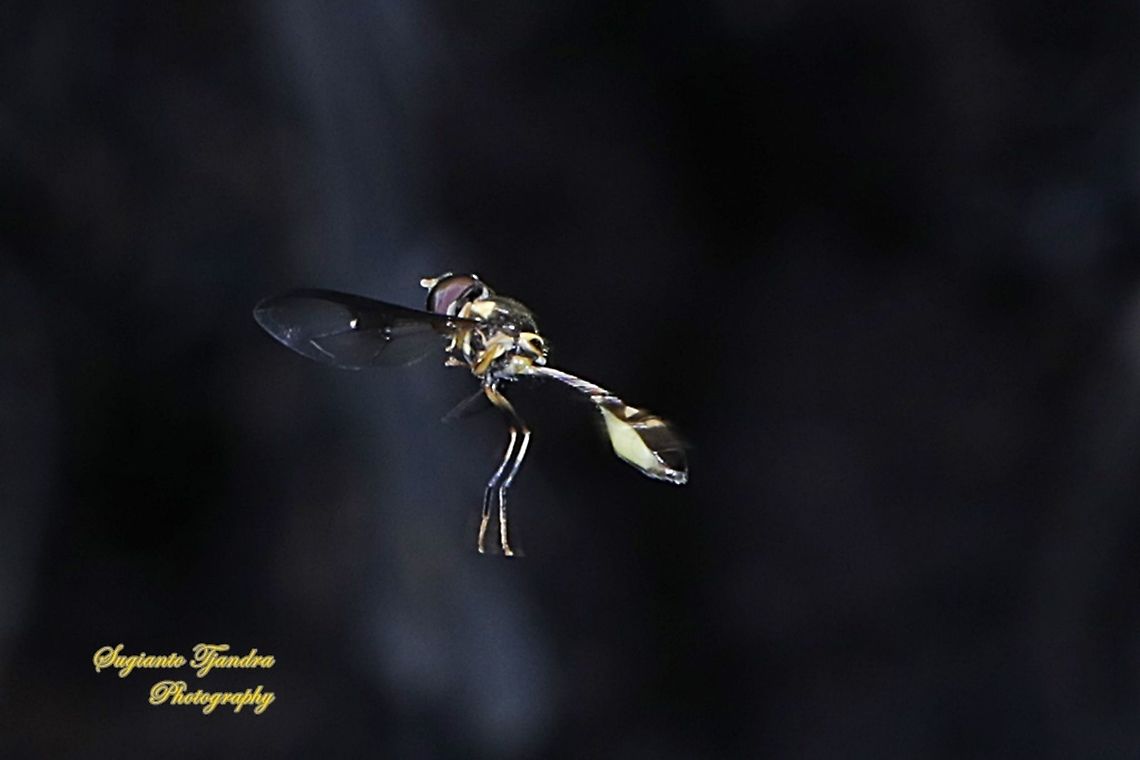 Hoverfly wasp mimicry, Allobaccha sp "Hovering"  Fall,Geotagged,Indonesia