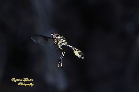 Hoverfly wasp mimicry, Allobaccha sp "Hovering"  Fall,Geotagged,Indonesia