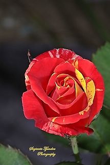 Variegated rose  Fall,Geotagged,Indonesia