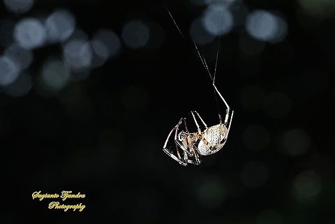 Araneid Spider, Nephilengys malabarensis  Asian Hermit Spider,Fall,Geotagged,Indonesia,Nephilengys malabarensis