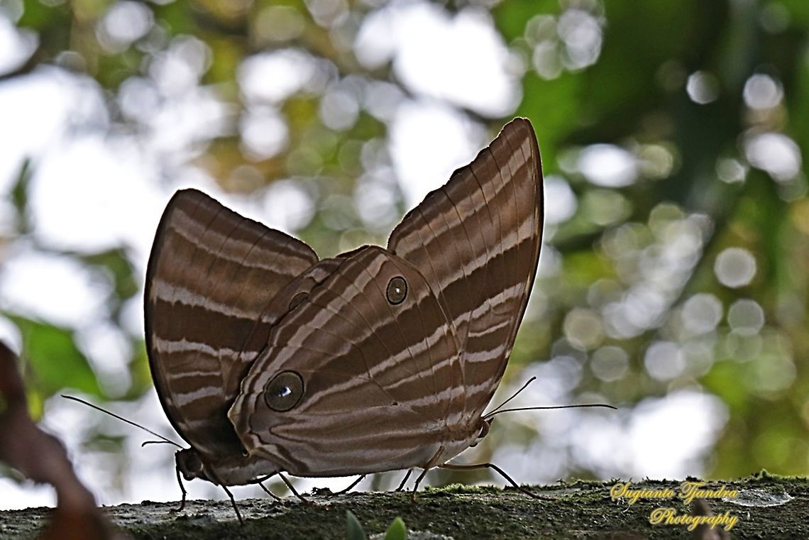Palm King Butterfly, Amathusia phidippus "Mating"  Amathusia phidippus,Fall,Geotagged,Indonesia,Palmking