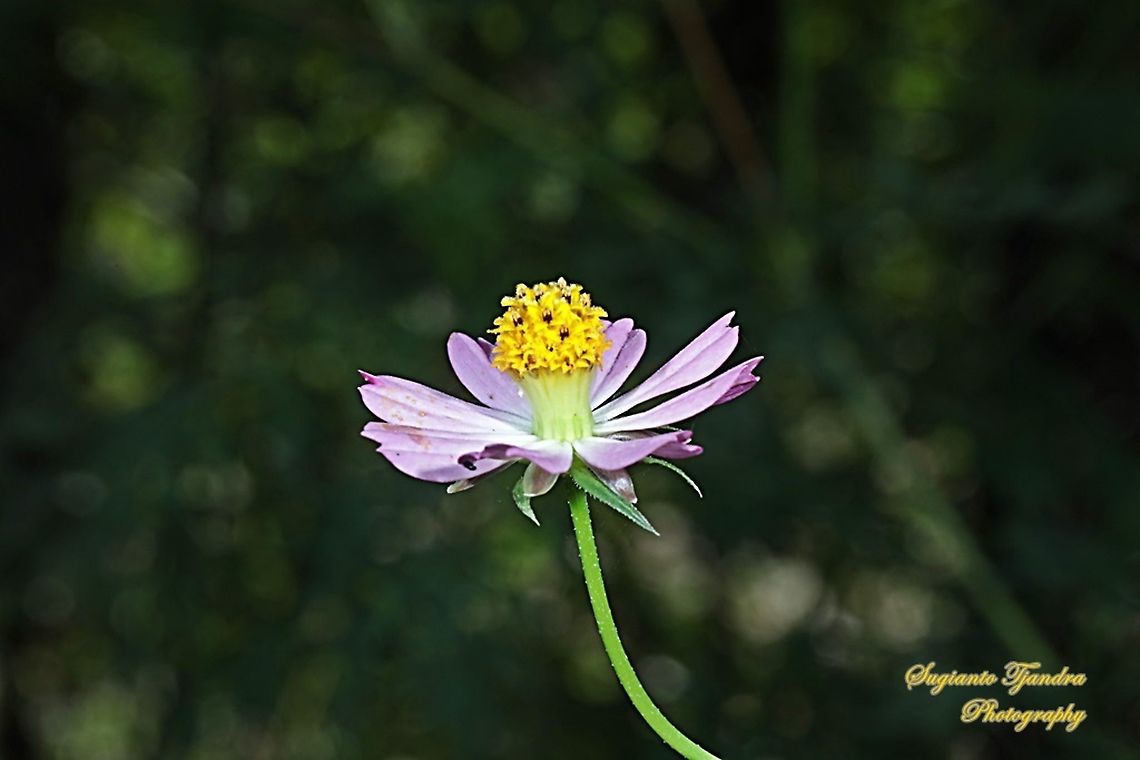 Bunga Kenikir Ungu (Cosmos caudatus)  Cosmos caudatus,Fall,Geotagged,Indonesia,Kenikir