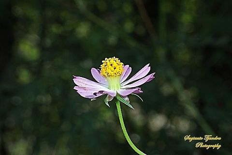 Bunga Kenikir Ungu (Cosmos caudatus)  Cosmos caudatus,Fall,Geotagged,Indonesia,Kenikir