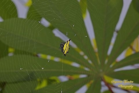 Doria's Spiny Spider, Gasteracantha doriae  Fall,Gasteracantha doriae,Geotagged,Indonesia