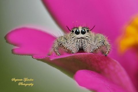 Hyllus jumping spider, Salticidae  Fall,Geotagged,Indonesia